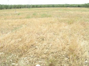 grano-produzione