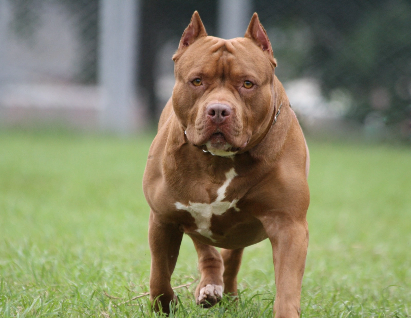 Donna aggredita da un pitbull: la polizia spara e abbatte l’animale per salvarla
