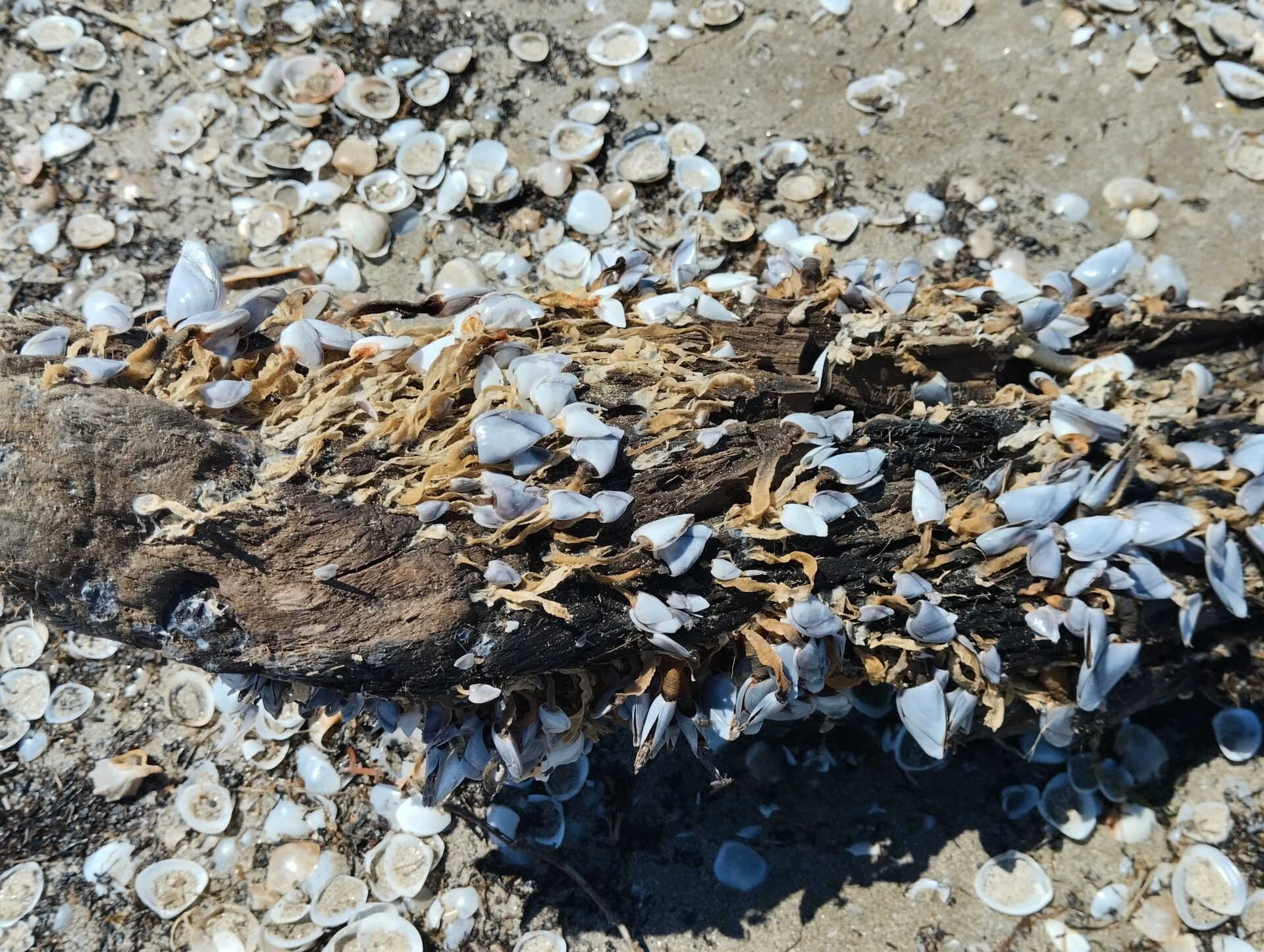 ARENILI DI SIPONTO- LEPADI ANATRA SU UN TRONCO DI ALBERO
